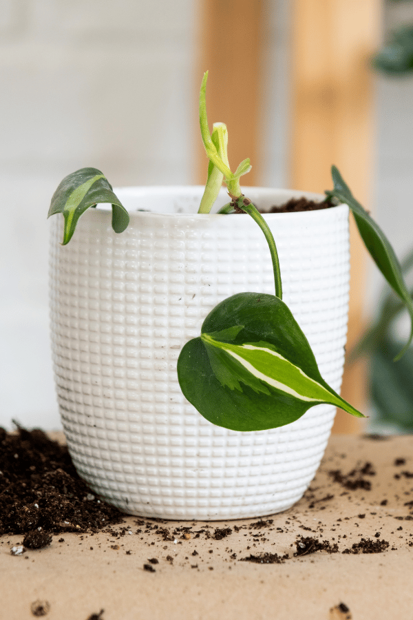 Philodendron Soil Guide