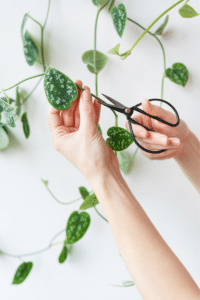 How to Prune Pothos