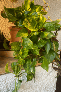 Pothos Droopy