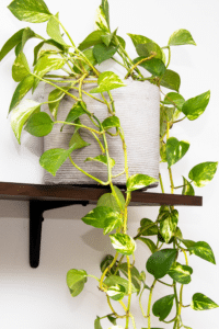 Pothos Leaves Curling