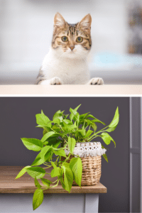 are neon pothos toxic to cats