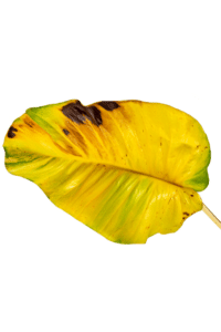 neon pothos turning yellow