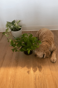Are Pothos Toxic to Dogs?