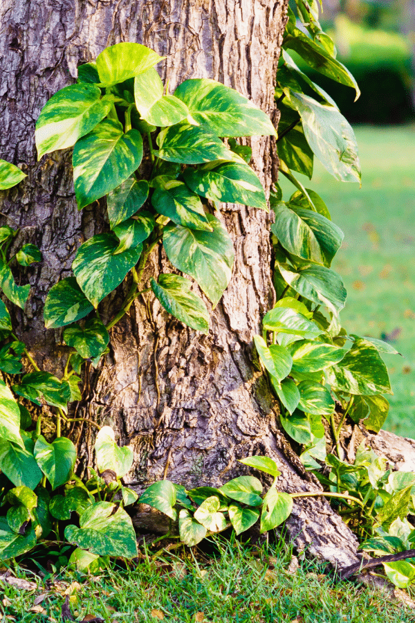 Pothos Flowering in the Wild