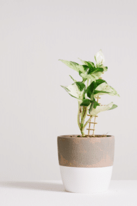 Harlequin Pothos vs Manjula