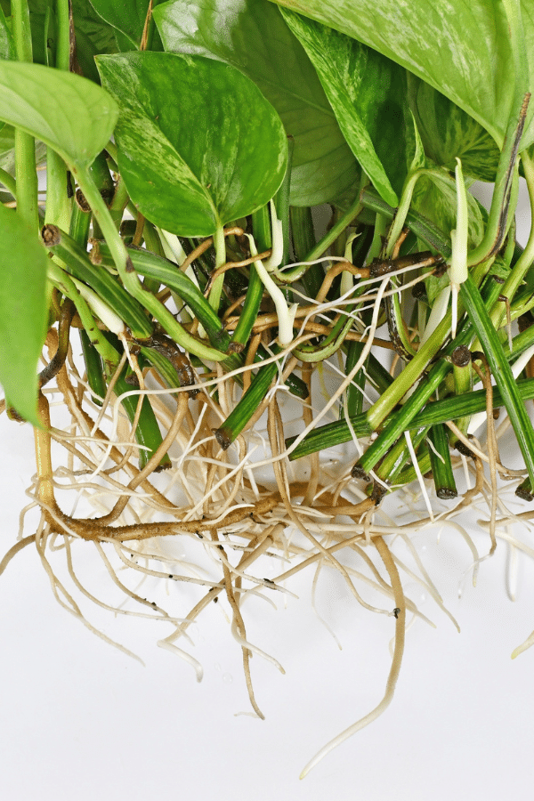 How to Propagate Pothos