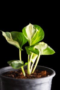 Manjula Pothos Light Requirements