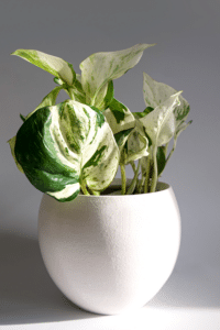 Manjula Pothos Reverted