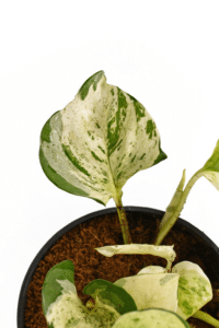 Manjula Pothos Soil Mix