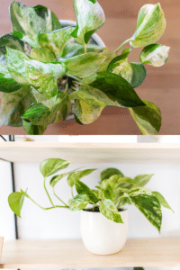 Manjula Pothos vs Marble Queen