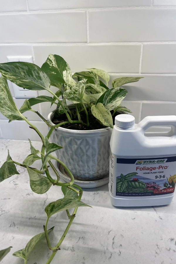 Pothos Fertilizer: Best Fertilizers for Your Pothos to Grow Like Crazy