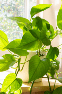 Pothos Leaves Turning Brown