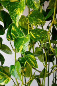 Pothos Light Requirements
