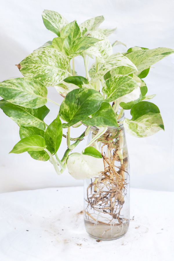 Pothos Propagation