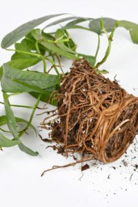Pothos Soil