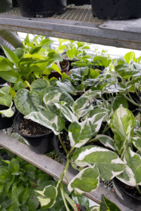 Pothos Varieties