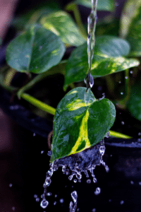 Pothos Water Guide