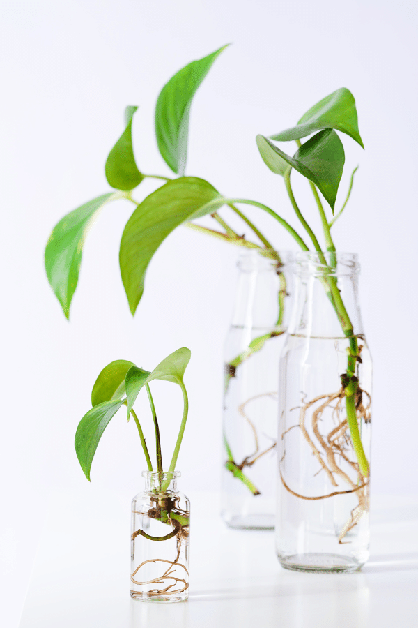 Propagate Pothos