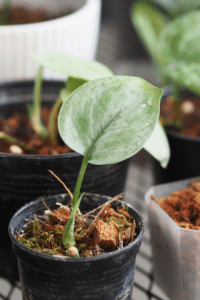 Repot Pothos