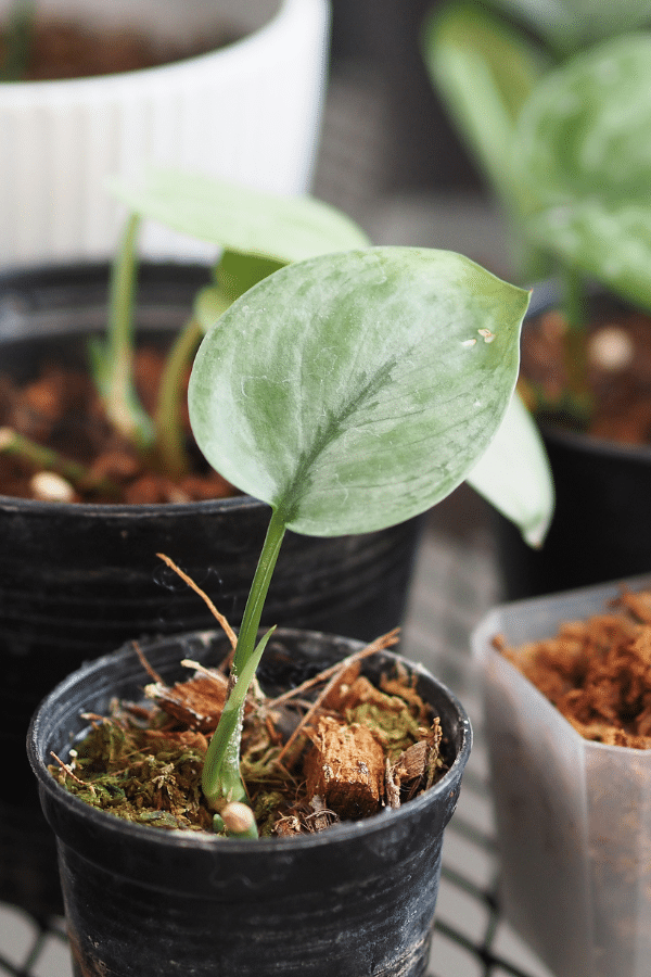 How & When to Repot Pothos