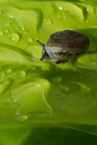 Snails Philodendron Moonlight