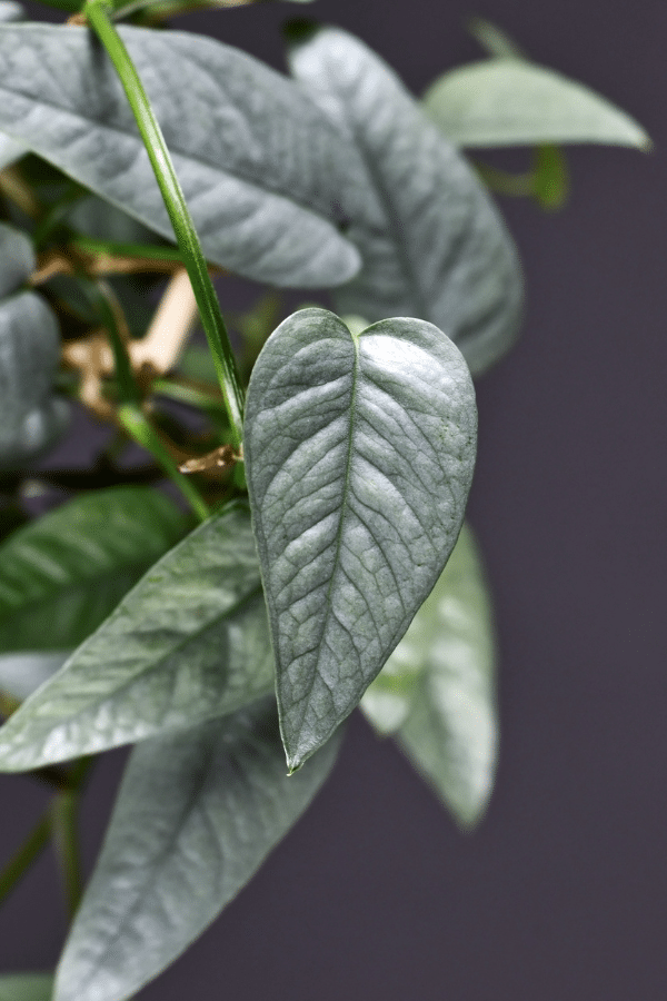 Cebu Blue Pothos Light Requirements