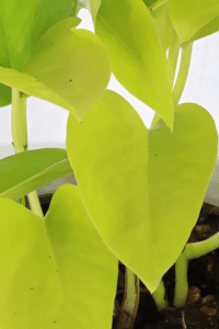 Neon Pothos Soil