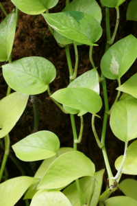 Neon Pothos Turning Green