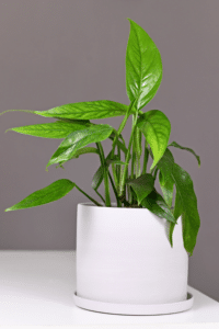 Baltic Blue Pothos