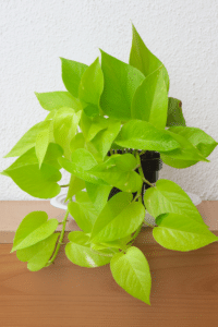 Neon Pothos Drooping