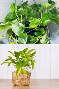 Neon Pothos vs Golden Pothos