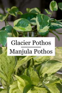 Glacier Pothos vs Manjula
