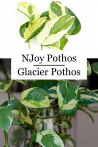 Glacier Pothos vs NJoy