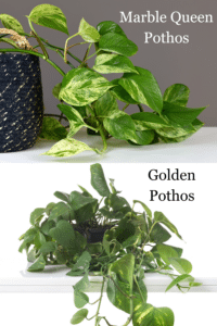 Golden Pothos vs Marble Queen