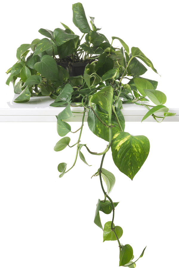 Golden Pothos