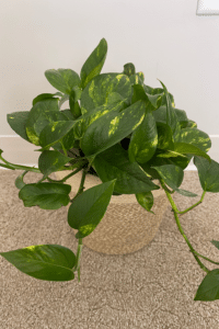 Hawaiian Pothos Propagation