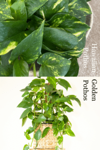 Hawaiian Pothos vs Golden Pothos