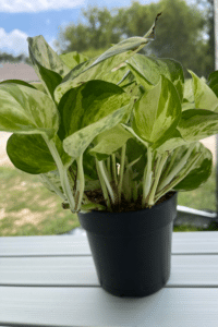 Manjula Pothos Toxic to Cats