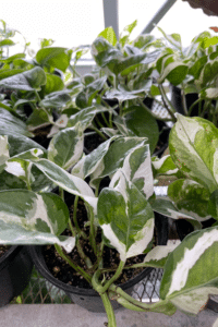 NJoy Pothos Brown Spots