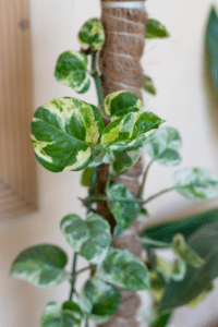 NJoy Pothos Light Requirements