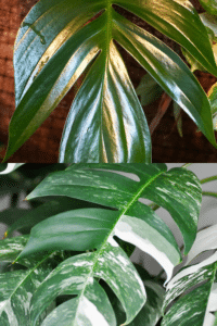 Rhaphidophora Decursiva vs Epipremnum Pinnatum