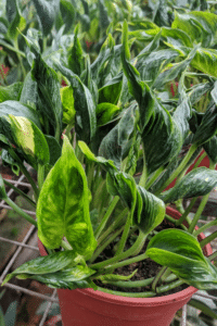 Shangri La Pothos Care Guide