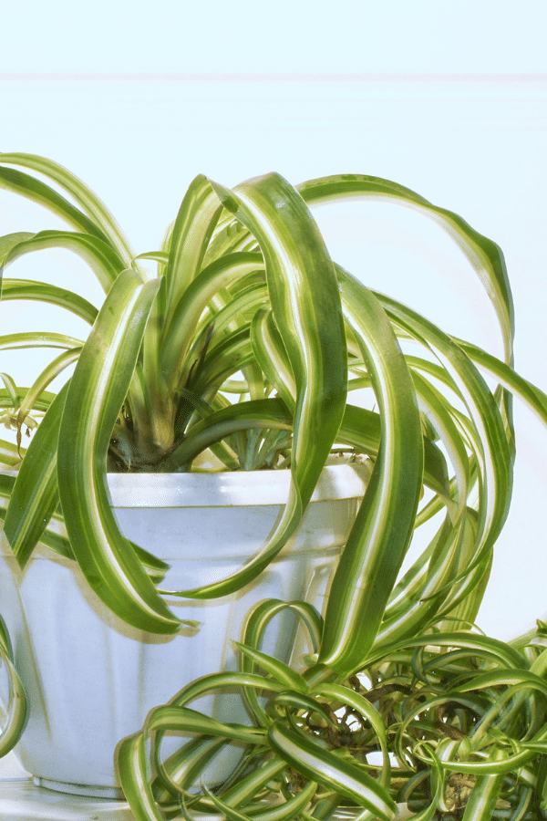 Bonnie Spider Plant