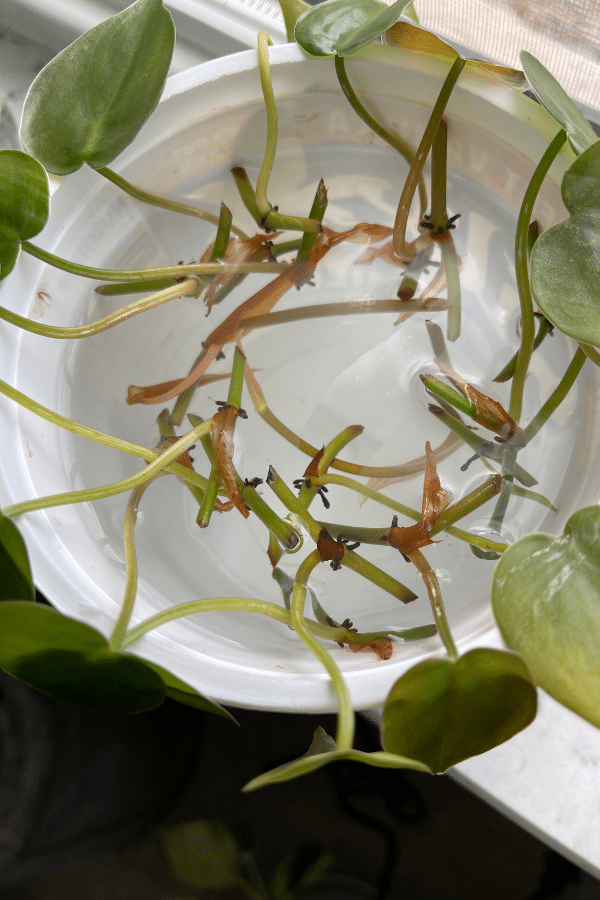 Heartleaf Philodendron cuttings in water