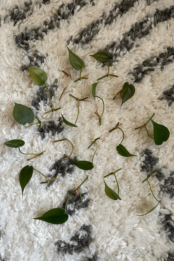 Philodendron Node Cuttings