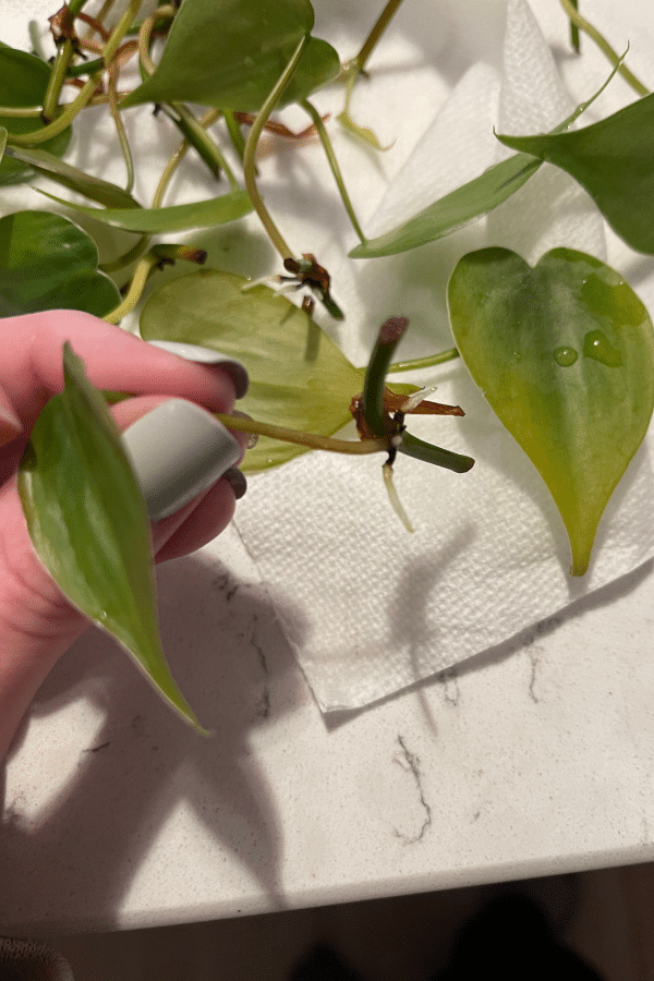 Philodendron Propagation growing new roots