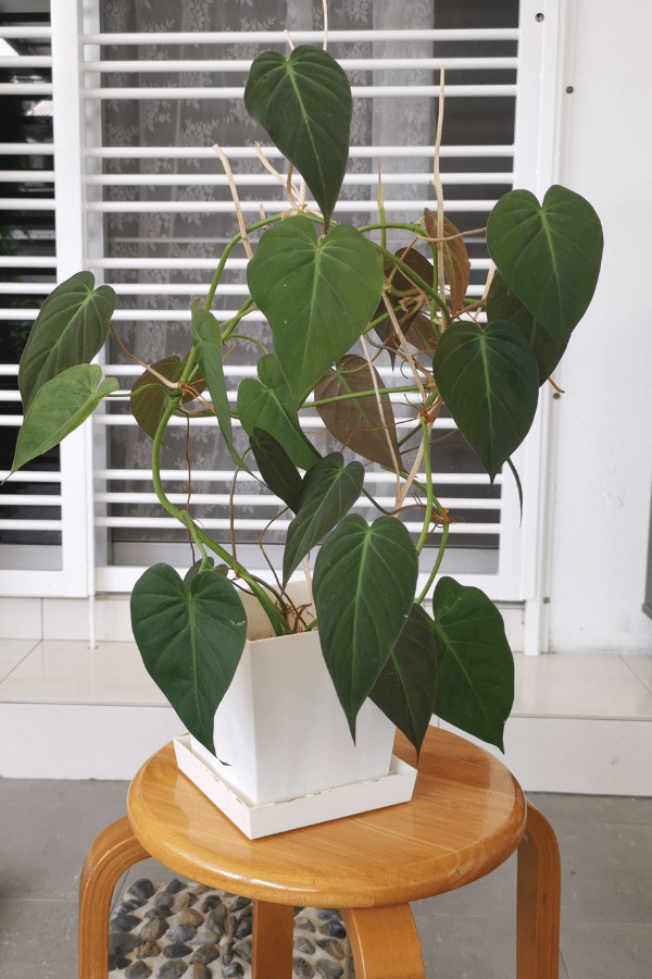 Repotting Philodendron