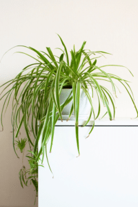 Spider Plant Care